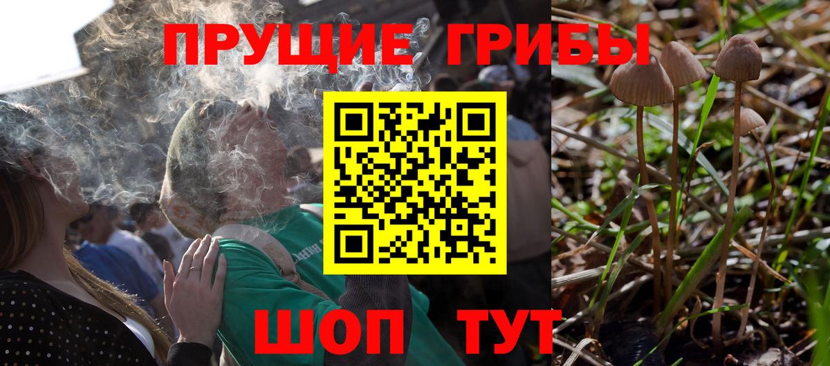 Кострома  Галлюциногенные грибы Psilocybe  Вход с VPN 